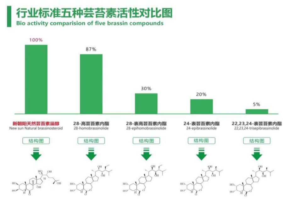 小麥拌種選新朝陽天然蕓苔素，讓小麥高產贏在起跑線上?。ㄐ←溤谑裁磿r候用蕓苔素效果最佳）