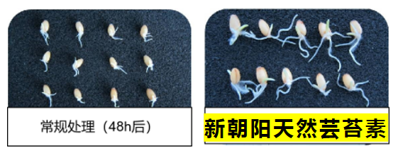 小麥拌種選新朝陽天然蕓苔素，讓小麥高產贏在起跑線上?。ㄐ←溤谑裁磿r候用蕓苔素效果最佳）