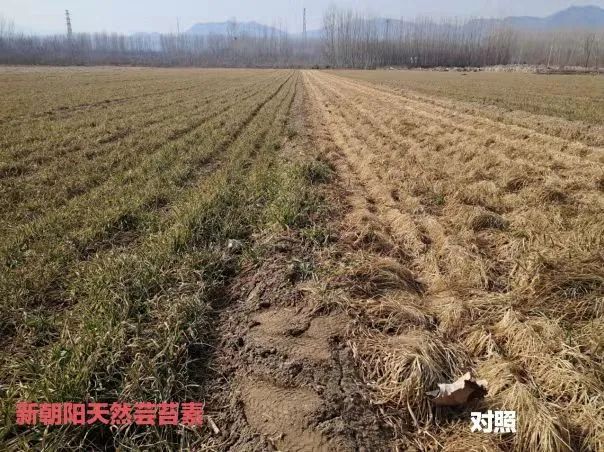 小麥拌種選新朝陽天然蕓苔素，讓小麥高產贏在起跑線上?。ㄐ←溤谑裁磿r候用蕓苔素效果最佳）