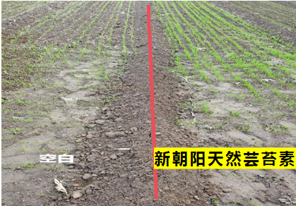 小麥拌種選新朝陽天然蕓苔素，讓小麥高產贏在起跑線上?。ㄐ←溤谑裁磿r候用蕓苔素效果最佳）