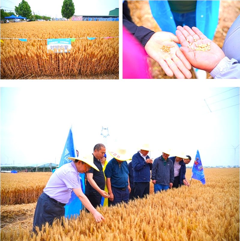 生物技術(shù)助力糧食單產(chǎn)顯著提升-“十四五”國家重點研發(fā)計劃成果應(yīng)用觀摩會圓滿落幕